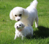 Photo №1. bichon frise - for sale in the city of Франкфурт-на-Майне | 317$ | Announcement № 82678