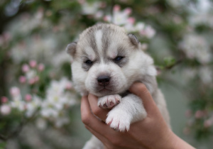 Additional photos: Siberian husky puppies from pedigree parents