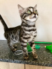 Photo №2 to announcement № 111088 for the sale of bengal cat - buy in Netherlands private announcement, breeder