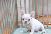Photo №2 to announcement № 32401 for the sale of french bulldog - buy in Germany private announcement