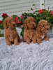 Photo №4. I will sell poodle (toy) in the city of Zrenjanin.  - price - negotiated