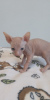 Photo №2 to announcement № 100835 for the sale of donskoy cat - buy in Russian Federation breeder