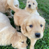 Photo №4. I will sell golden retriever in the city of Zinnowitz. private announcement - price - 423$