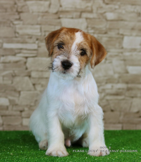 Additional photos: Luxurious Jack Russell Terrier Puppies