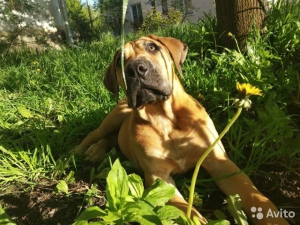 Photo №1. boerboel - for sale in the city of Kostroma | 582$ | Announcement № 6882