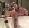 Photo №1. sphynx cat - for sale in the city of Geneva | 423$ | Announcement № 99384