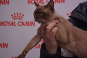 Photo №2 to announcement № 5693 for the sale of burmese cat - buy in Russian Federation from nursery, breeder
