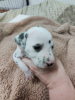 Additional photos: Stunning Dalmatian Puppies black or liver spots