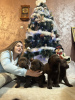 Photo №3. Chocolate and black Labrador Retriever puppies. Serbia