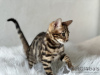 Additional photos: Gorgeous Bengal boys for breeding