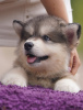 Photo №1. alaskan malamute - for sale in the city of Vitebsk | negotiated | Announcement № 24030