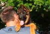 Photo №4. I will sell german shepherd in the city of Kharkov. from nursery, breeder - price - 700$