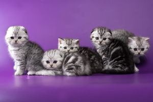 Photo №3. Scottish silver tabby kittens. Belarus