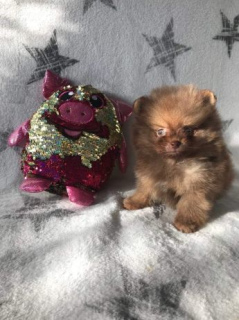 Photo №2 to announcement № 366 for the sale of pomeranian - buy in Poland private announcement, from the shelter, breeder