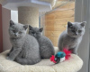 Photo №1. british shorthair - for sale in the city of Kythira | Is free | Announcement № 125130