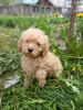 Photo №3. Toy poodle from show parents. Belarus