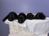Additional photos: Giant Schnauzer cute puppies for sale