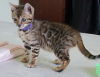 Photo №2 to announcement № 97211 for the sale of bengal cat - buy in Bulgaria 