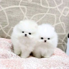 Photo №3. Beautiful Pomeranian puppies Business WhatsApp 37256062792. Finland