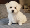 Photo №1. bichon frise - for sale in the city of St. Petersburg | negotiated | Announcement № 42818