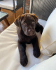 Photo №1. labrador retriever - for sale in the city of Tallinn | negotiated | Announcement № 124644