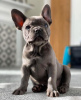 Photo №2 to announcement № 93230 for the sale of french bulldog - buy in Germany 