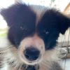 Photo №2 to announcement № 78797 for the sale of border collie - buy in Hungary private announcement