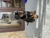 Photo №2 to announcement № 41019 for the sale of dobermann - buy in Georgia private announcement