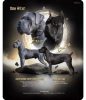 Photo №2 to announcement № 108505 for the sale of cane corso - buy in Serbia 
