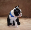 Photo №3. Boston terrier puppies. Serbia