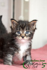 Photo №1. maine coon - for sale in the city of St. Petersburg | 739$ | Announcement № 19308