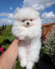 Photo №1. pomeranian - for sale in the city of Cologne | 380$ | Announcement № 120561