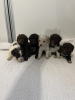 Additional photos: Lagotto Romagnolo puppies