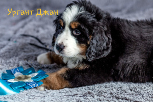 Photo №1. bernese mountain dog - for sale in the city of Москва | 779$ | Announcement № 1981