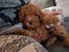 Photo №1. poodle (toy) - for sale in the city of Kistokaj | 2113$ | Announcement № 110199