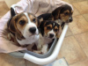 Photo №2 to announcement № 121058 for the sale of beagle - buy in Germany breeder