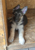 Additional photos: East European Shepherd, Puppies