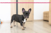 Photo №2 to announcement № 81516 for the sale of french bulldog - buy in Russian Federation from nursery
