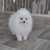 Photo №2 to announcement № 122719 for the sale of pomeranian - buy in Germany private announcement