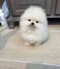 Photo №4. I will sell pomeranian in the city of Aachen. private announcement - price - 380$