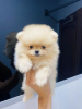 Additional photos: Pomeranians puppies