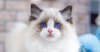 Photo №3. Blue Eyes Ragdoll Kittens Available For Rehoming. Estonia