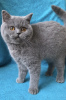 Photo №2 to announcement № 25858 for the sale of british shorthair - buy in Ukraine from nursery, breeder