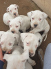 Photo №2 to announcement № 18409 for the sale of dogo argentino - buy in Russian Federation private announcement