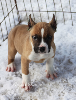 Additional photos: Amstaff puppies from ritomnik