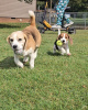 Photo №2 to announcement № 127387 for the sale of beagle - buy in Germany private announcement