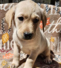 Photo №1. labrador retriever - for sale in the city of London | Is free | Announcement № 100271