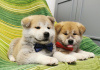 Photo №2 to announcement № 24313 for the sale of akita - buy in Turkey private announcement