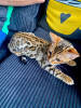 Photo №2 to announcement № 12116 for the sale of bengal cat - buy in Netherlands from nursery