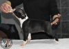 Photo №2 to announcement № 90222 for the sale of american staffordshire terrier - buy in Serbia breeder